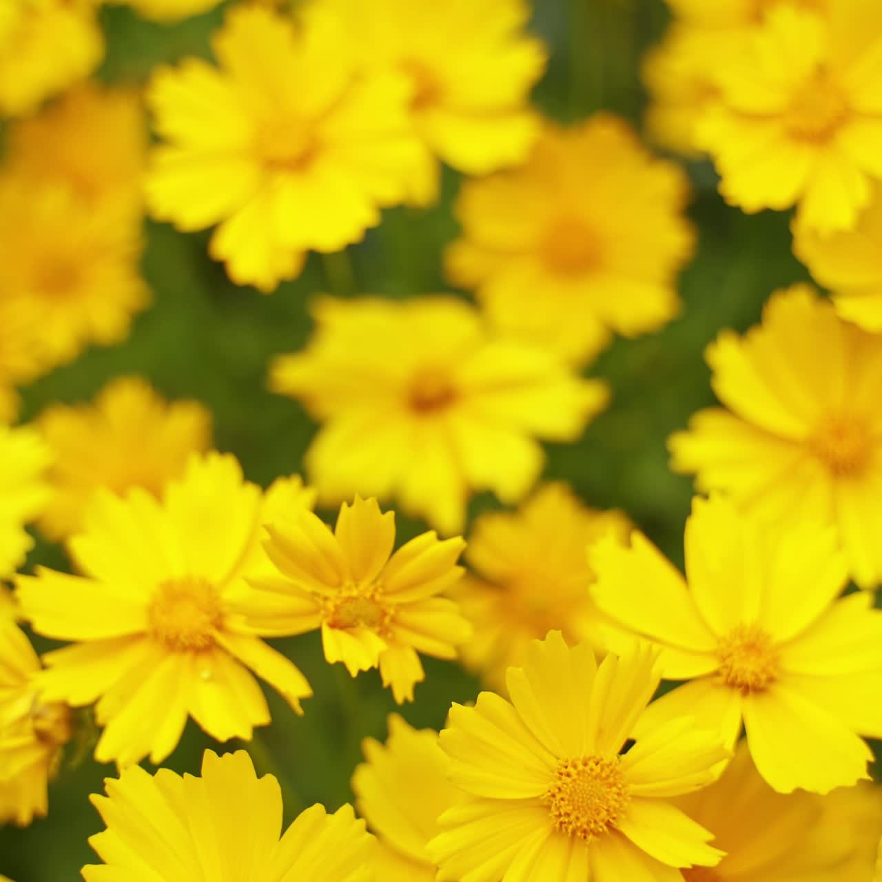 Beautiful wild flowers. Yellow plants growing and blooming in nature in summer time. Background of yellow flowers. Close-up. Top view.