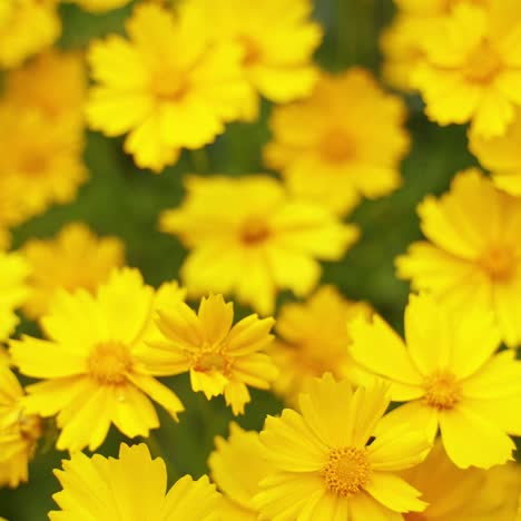 beautiful wild flowers. yellow plants growing and blooming in nature in summer time. background of yellow flowers. close-up. top view.