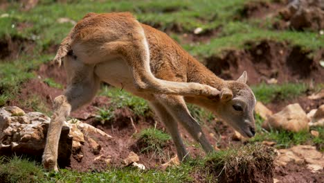 Nahaufnahme-Eines-Jungen-Mufflons,-Der-Sich-Mit-Den-Beinen-An-Den-Ohren-Kratzt-Und-Draußen-In-Der-Natur-Weidet