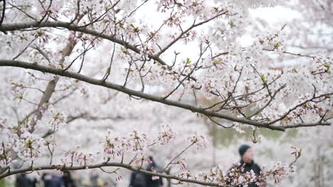 flores de cerezo en el parque sakura de vilnius con pétalos blancos brotando y gente disfrutando