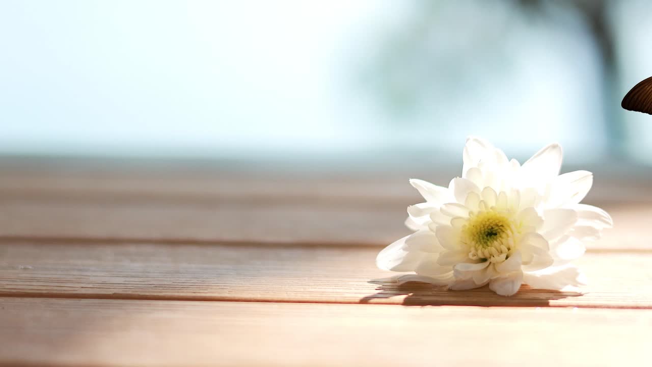 A blue butterfly flutters elegantly around a white flower on a wooden surface, set against a blurred natural background