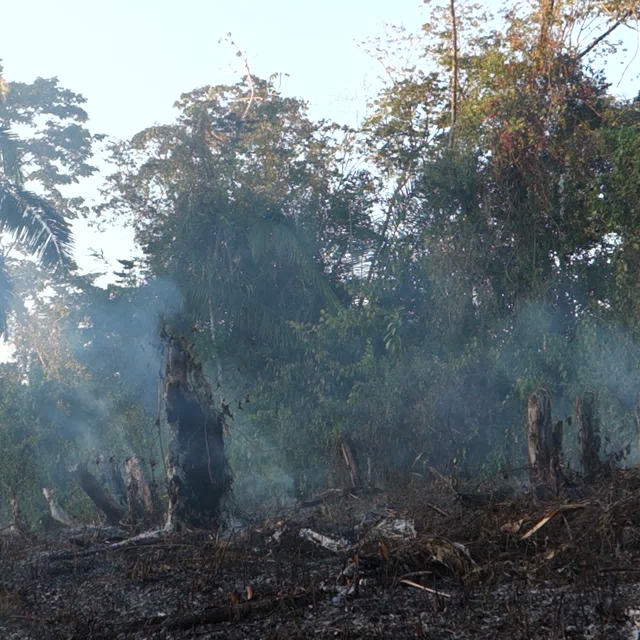 Slash and burn agriculture destroys native forests in the third world