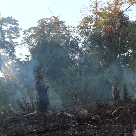 la agricultura de tala y quema destruye bosques nativos en el tercer mundo