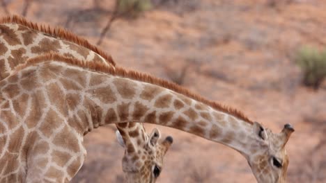 Zeitlupen-Nahaufnahme-Von-Zwei-Giraffenbullen,-Die-In-Kgalagadi-Knutschen