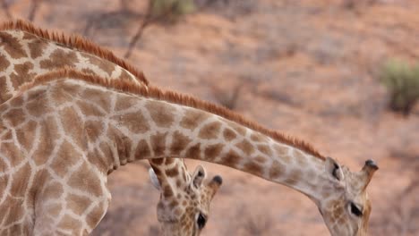 movimiento lento de primer plano de dos toros de jirafa con el cuello en kgalagadi