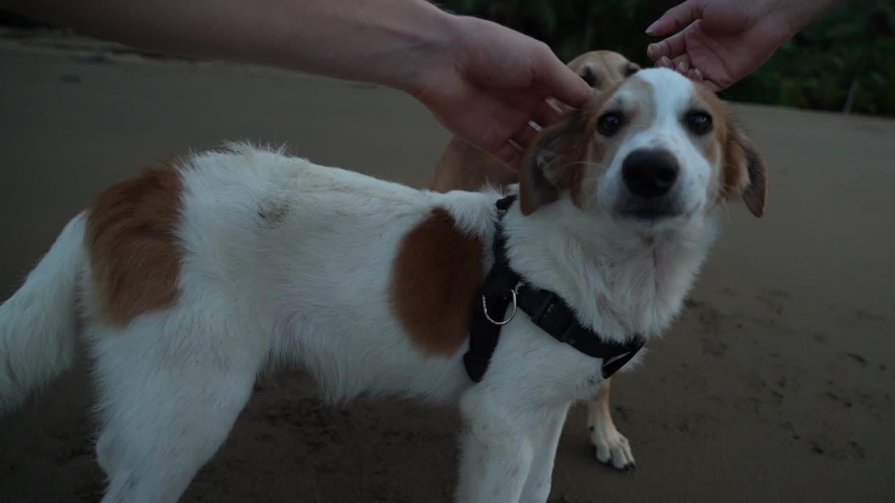 Man and woman are patting two dogs on the beach