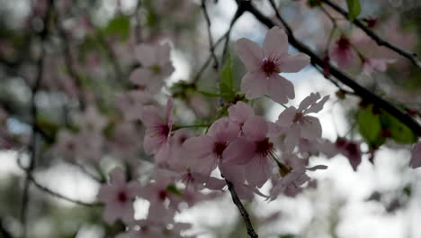 Pink cherry blossom flowers on tree in park during spring, closeup