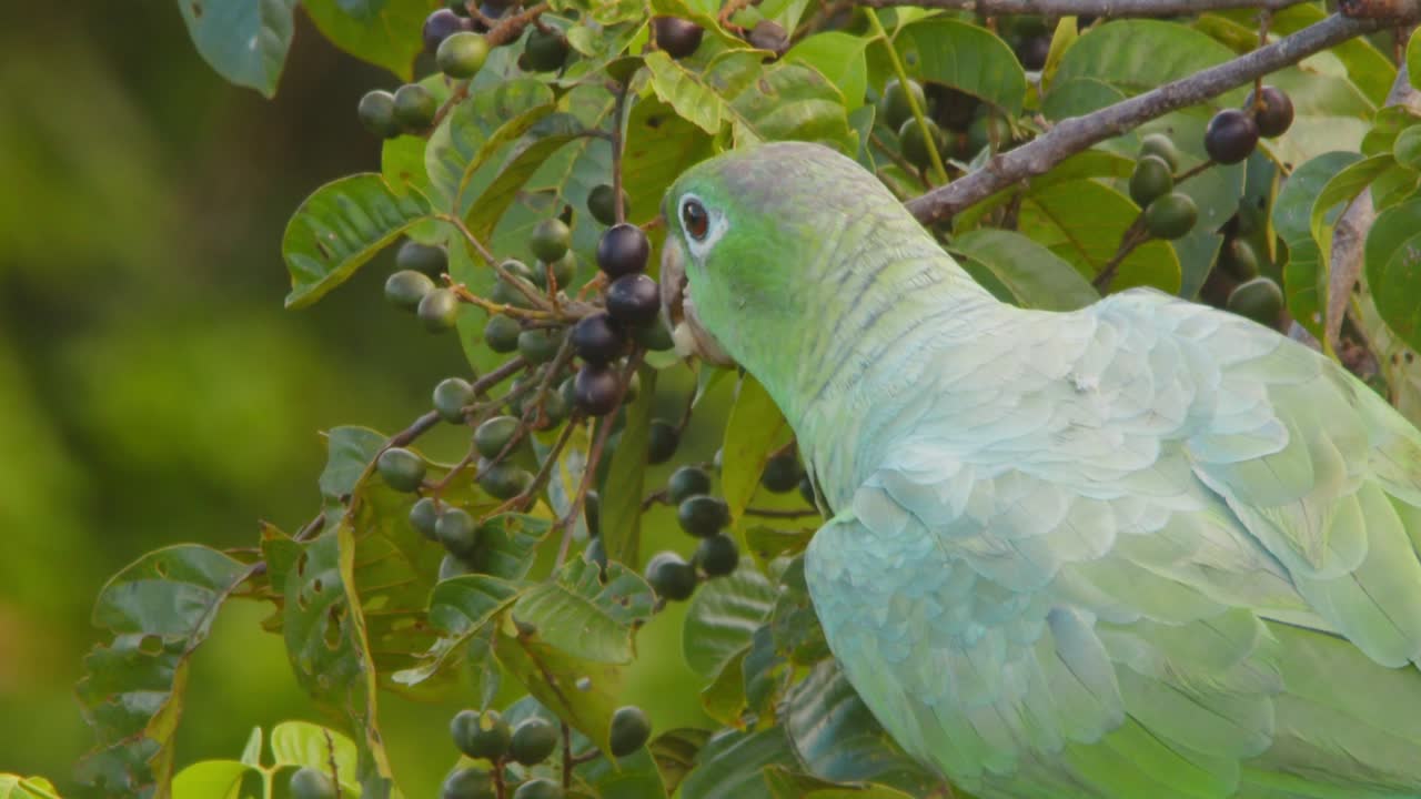 A Mealy Parrot feasts on ripe fruit, basking in the golden morning light of Peru’s Amazon rainforest.