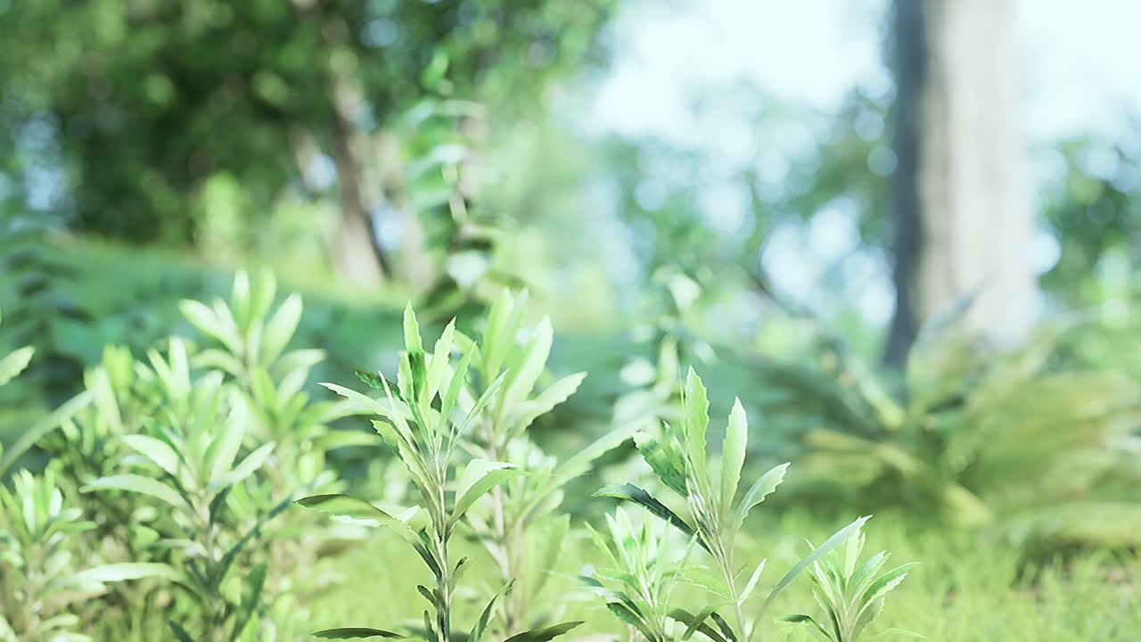 아침  ⁇ 에 큰 마당이 있는 초록색 잔디 ⁇