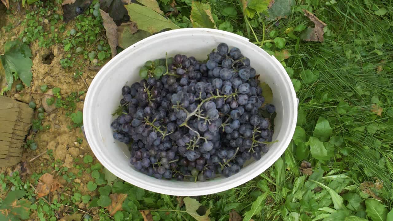 갓 수확한 오델로 포도가 포도원의 양동이에 떨어지는 모습 - 180fps 느린 동작