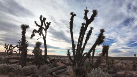 joshua trees silhouetted in the mojave desert at sunset - pull back