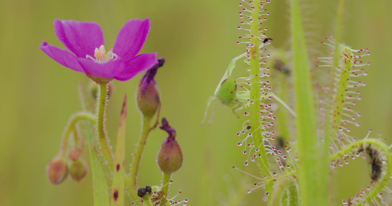 Green Grasshopper trapped in sticky Drosera indica tentacles with a pink flower in the foreground. Indian sundew insectivorous
