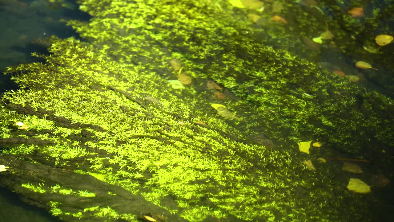 가을에 노란 잎이 가득한 운하의 맑은 물 아래 빛나는 녹조류