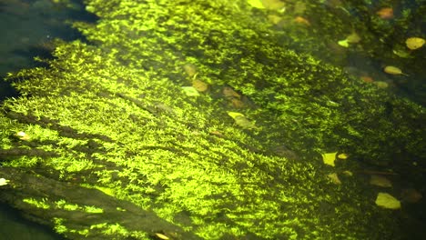 green algae shining under clear water of canal filled with yellow leaves in autumn