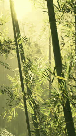 sunlight through a lush bamboo forest