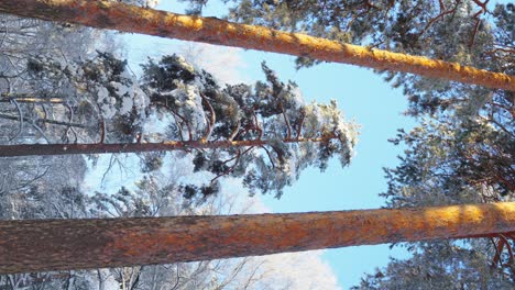 vertical video of a low shot of large wild pines in a snowy forest on a sunny day