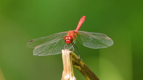 Die-Scharlachrote-Libelle-(Crocothemis-Erythraea)-Ist-Eine-Libellenart-Aus-Der-Familie-Der-Libellulidae.-Zu-Seinen-Gebräuchlichen-Namen-Gehören-Der-Breite-Scharlachrote-Und-Der-Gemeine-Scharlachrote-Schlangenhalsvogel.