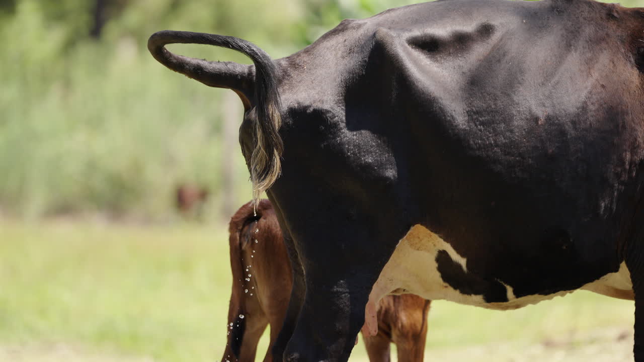Dairy cow urinating in open pasture, highlighting environmental impact of livestock waste,