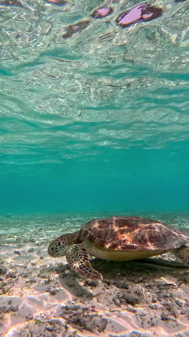 Beautiful Sea Turtle Swimming Underwater in Clear Tropical Ocean with Sunlight and Coral Reef in Background vertical