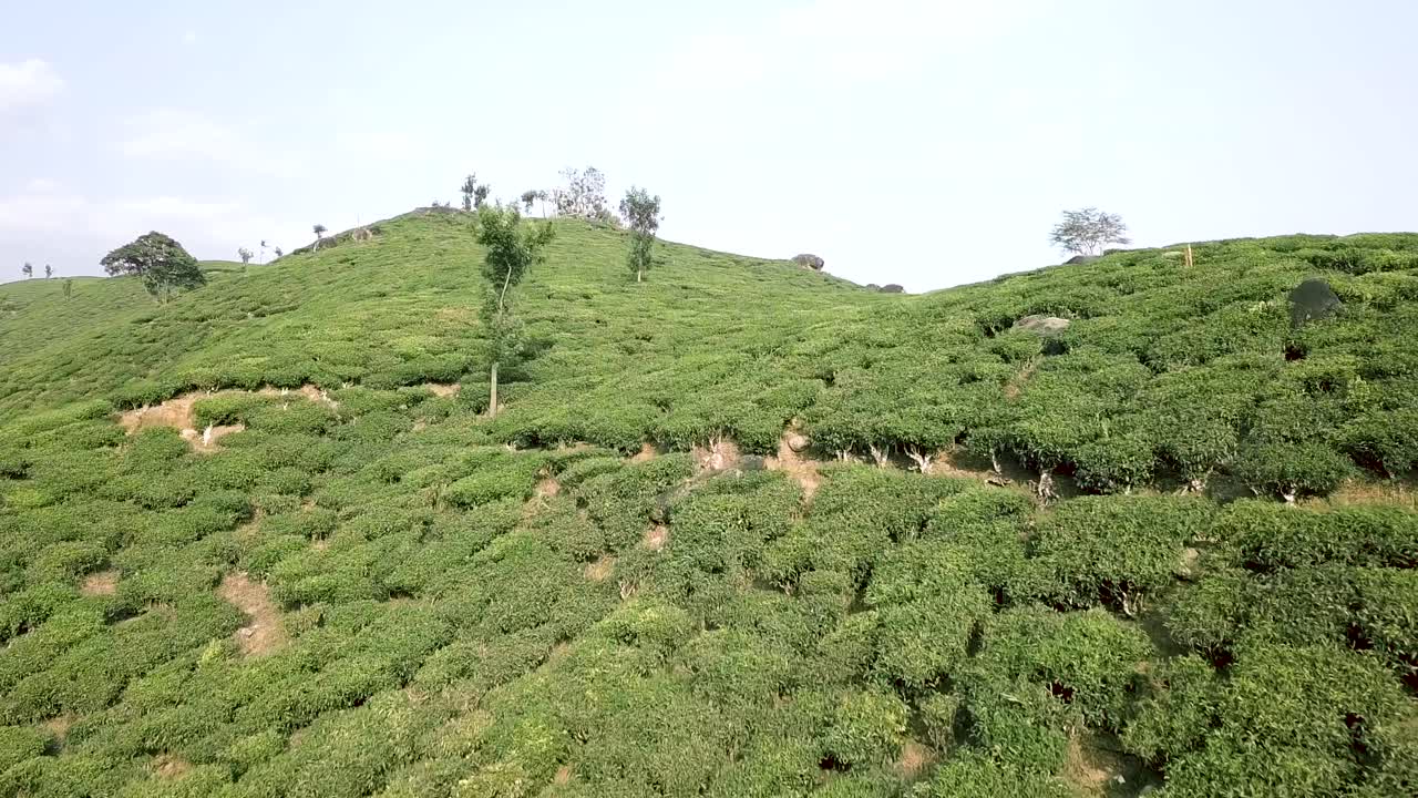 View from drone moving forward over tea plantation of Munnar in India