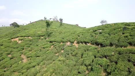 view from drone moving forward over tea plantation of munnar in india