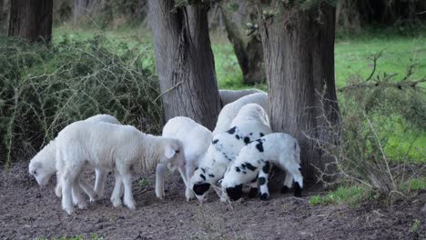 cute flock of lambs grazing close to each other under trees in sardinia, italy