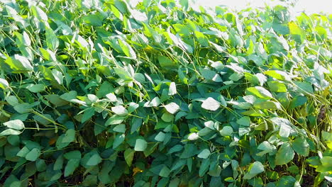 Wind-shaking-soybean-plantation,-green-leaves,-beautiful,-slow-motion