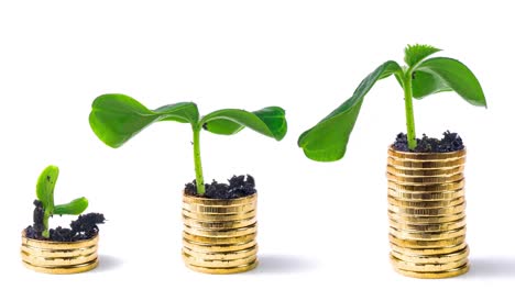 gold coins and plants on them  isolated on white. plants growing on coins. business finance and money concept. saving money for prepare in the future.