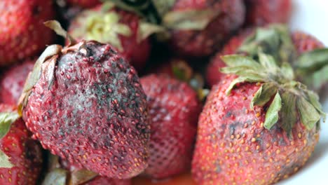 moldy strawberries