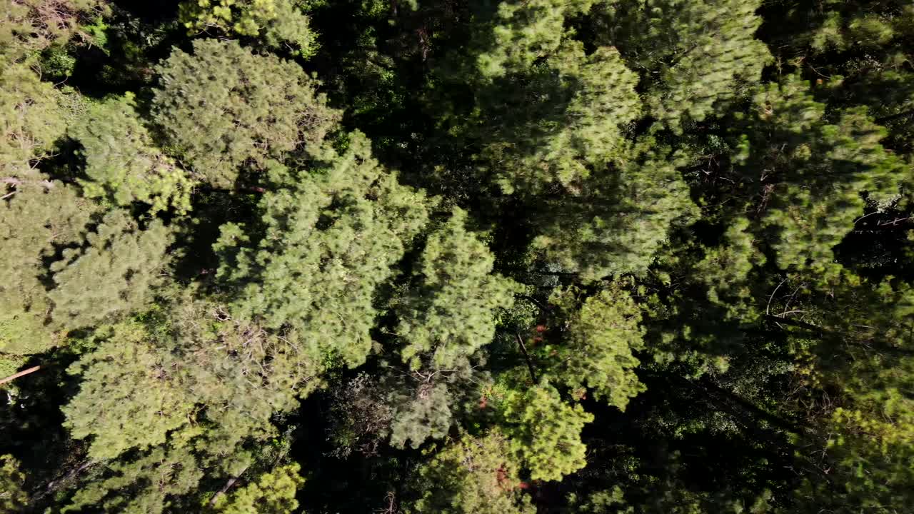 Top-down view of a pine plantation in Misiones, Argentina