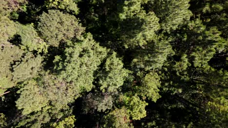 Vista-De-Arriba-Hacia-Abajo-De-Una-Plantación-De-Pinos-En-Misiones,-Argentina.