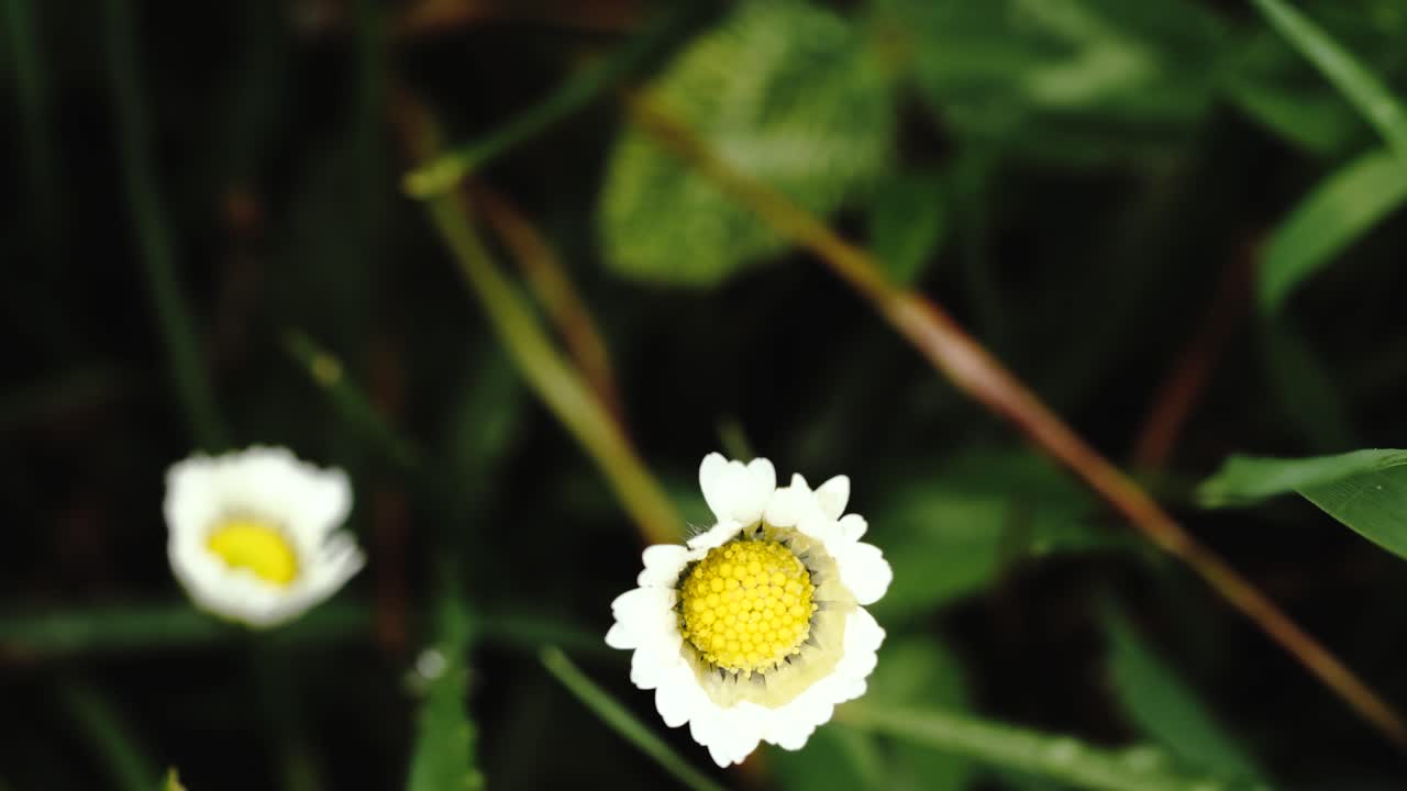 tiro estable que muestra pequeñas flores blancas y amarillas llenas de agua