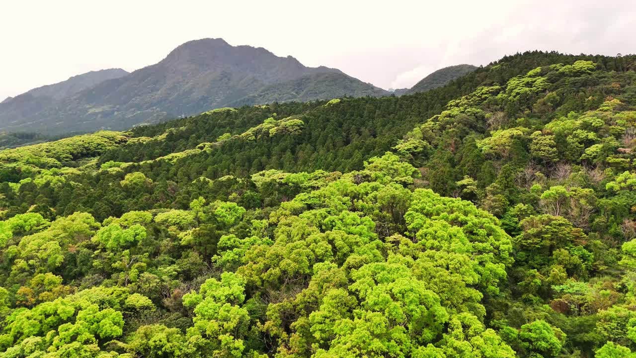 Lush Green Forest Landscape with Mountains