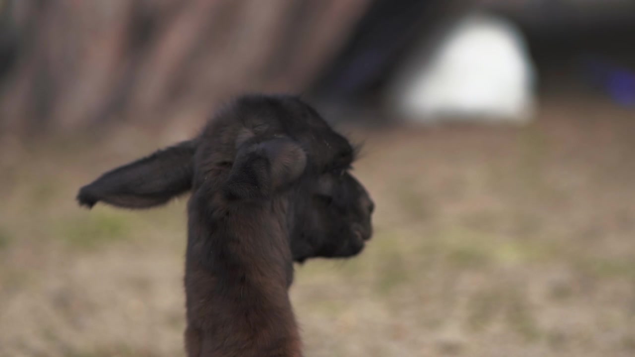 Un lama marrone che fissa intensamente, catturando un momento di curiosità e calma. Perfetto per temi di fauna selvatica e natura.