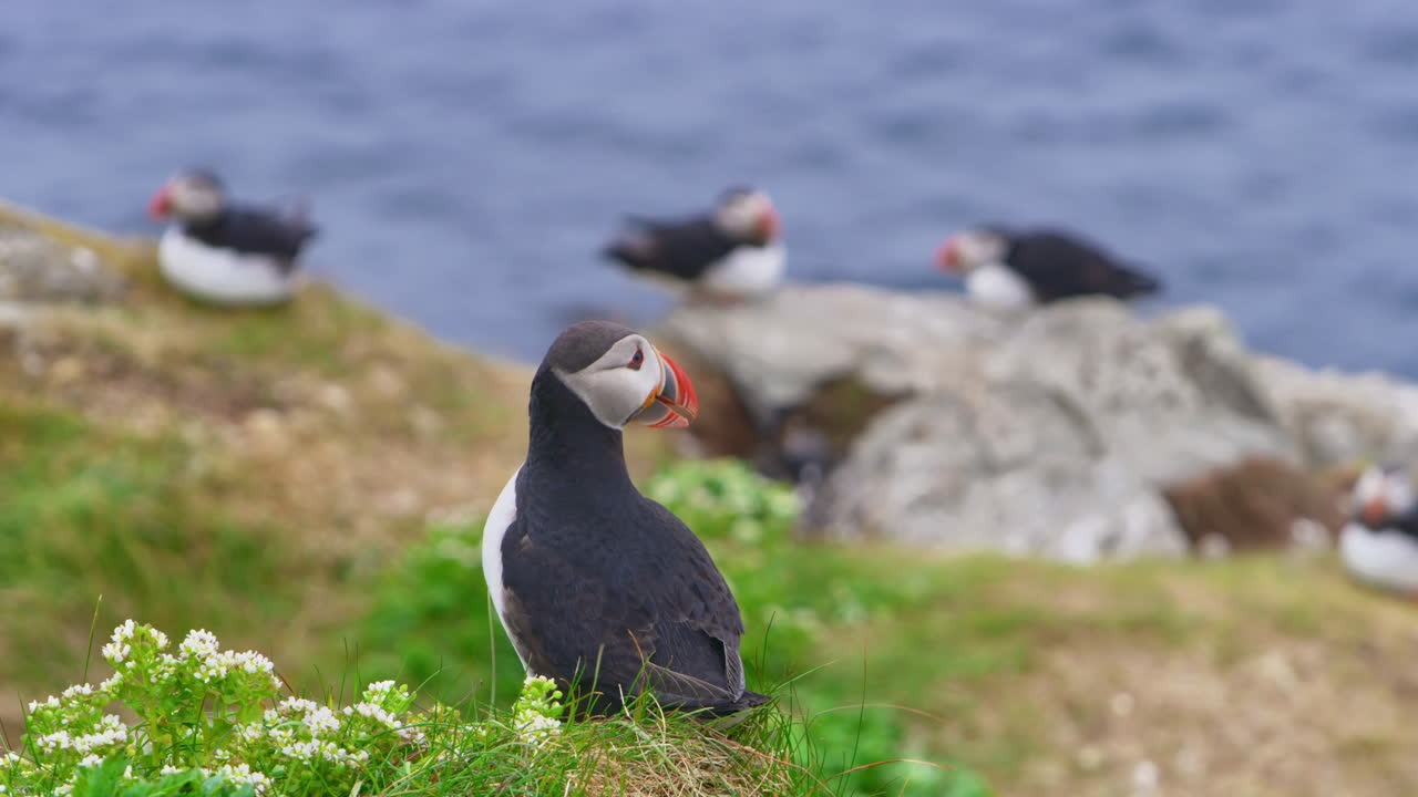 Puffins perch on a rocky shore in Hornøya Island, Norway. A vibrant puffin with colorful beak and plumage stands in the foreground, with the sea and seabirds in the serene Arctic background