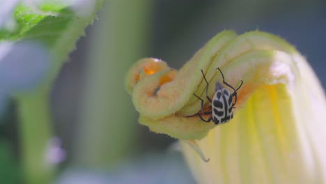 closeup of an astylus atromaculatus bug on a zucchini flower