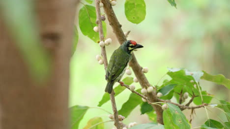 alerted coppersmith barbet bird perched on deciduous fig tree branch looking in around turning head