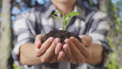 hands holding a small plant