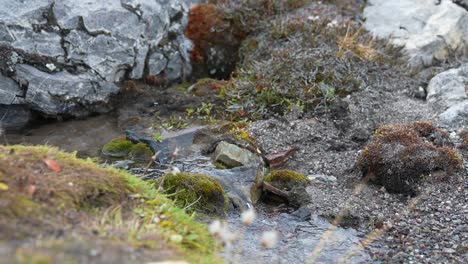 glacial water stream flowing in landscape of greenland, slow motion