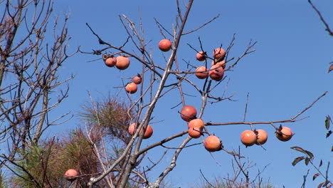 Caquis-En-Rama-En-Invierno