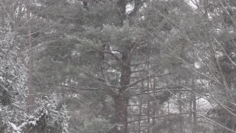 snow falls in slow motion with backdrop of majestic trees in syracuse