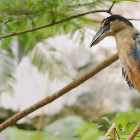 Garza-De-Pico-De-Barco-Sentado-En-Las-Ramas-De-Un-árbol-1