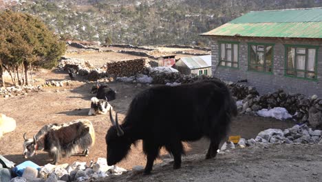 Ein-Yak,-Der-Auf-Einem-Pfad-In-Den-Himalaya-bergen-Von-Nepal-Auf-Dem-Pfad-Zum-Everest-basislager-Spaziert