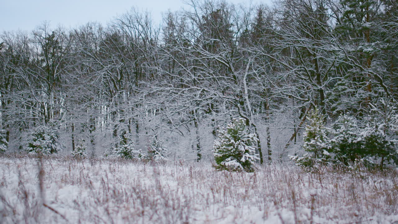 하얀 겨울 나무는 신선한 눈을 덮었습니다. 아름다운 풍경 눈 덮힌 나무.