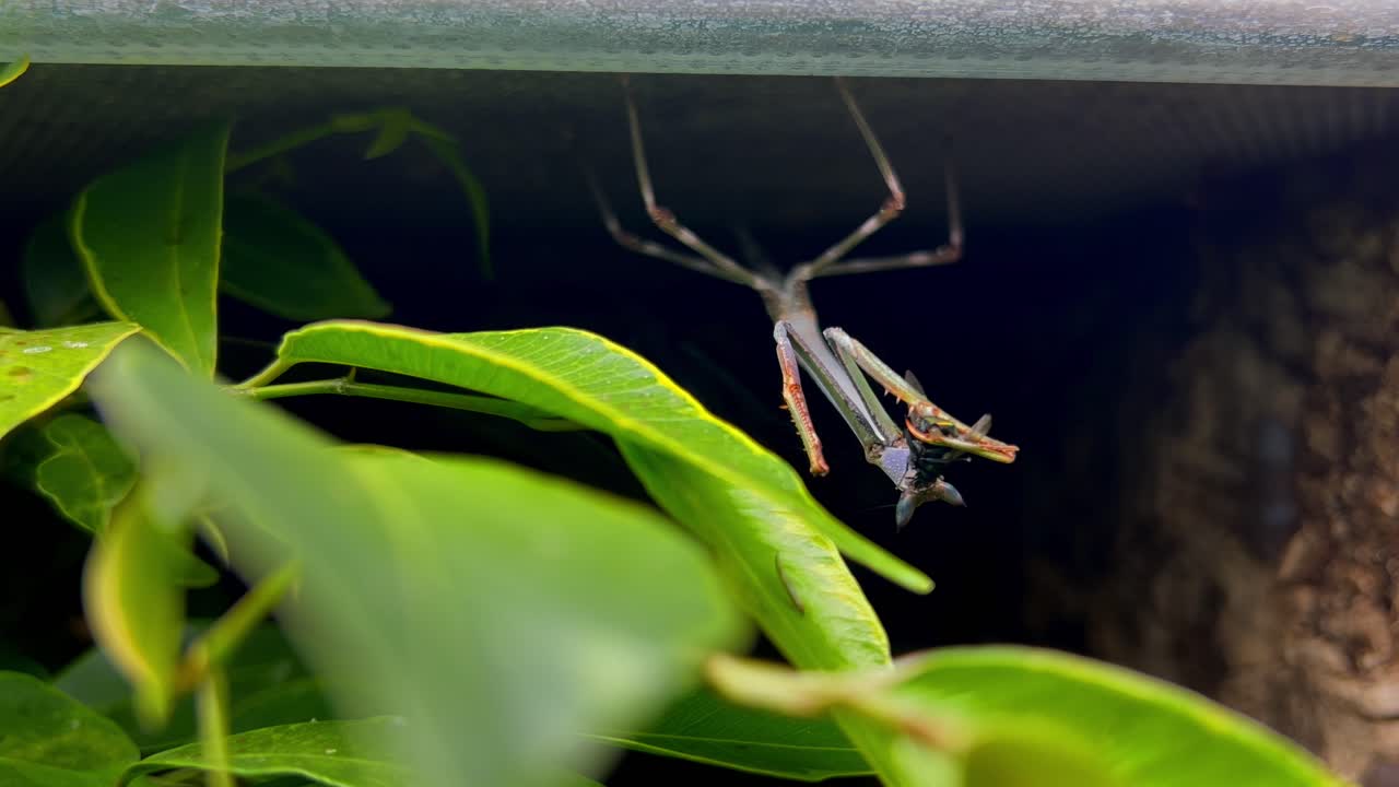 인식 하기 어려운 곤충 이 볼 수 있다