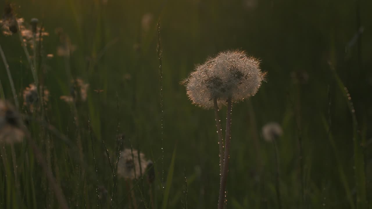 diente de león en un campo al atardecer