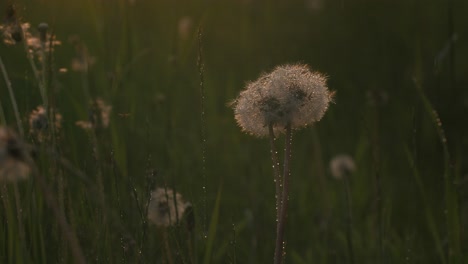 diente de león en un campo al atardecer