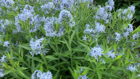 amsonia estrella azul flores perennes en el jardín