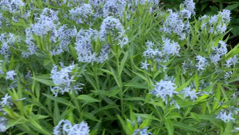 amsonia blue star perennial flowers in garden