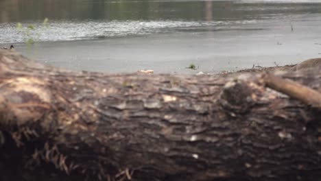 Wide-Exterior-Static-Shot-of-Monkey-on-Shore-and-Ducks-on-a-Lake-in-the-Day